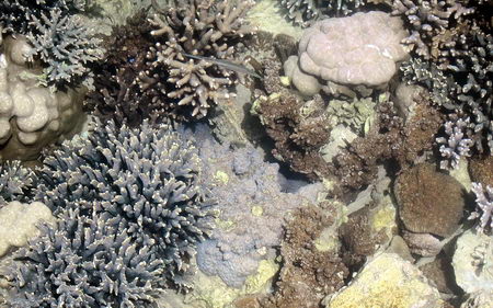 diverse super resistant corals noumea